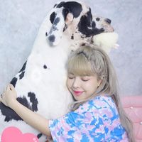 pandakookkook