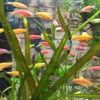 akvarium_fish