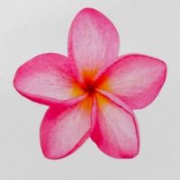 respectoverroses
