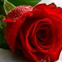 kalemsiz_yazar0404