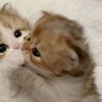 qwkilka