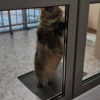 kot__tiger