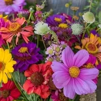 original sound - wwmalak3