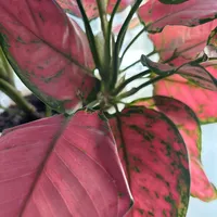 original sound - ainyra_663