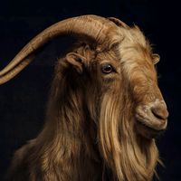 the_goat5464