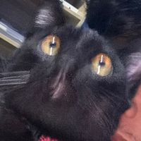 p_meoww