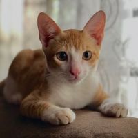omii.and_rev.cat
