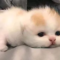 original sound - maizx.777