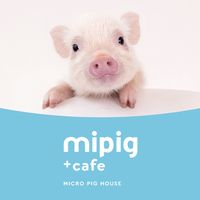 mipigcafe