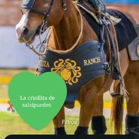 lacriollitadesalsipuedes