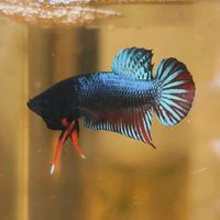 fahut.betta