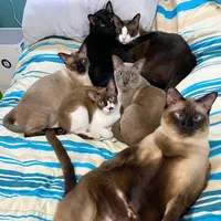 original sound - thegangtigercat