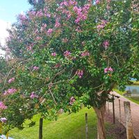 sylvanna.br8