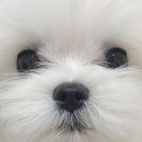 reo_o614
