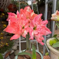 nhạc nền - kiên