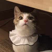 pupurin_cat