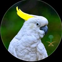 kingbirds231