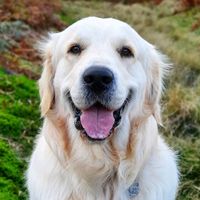 goldenlifeofbailey