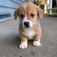 เสียงต้นฉบับ - บ่าบอ555+