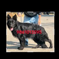 dog_yours_friendforevers