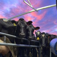 nzfarming124