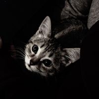 original sound - ChaRa Pheak