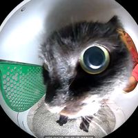 оригинальный звук