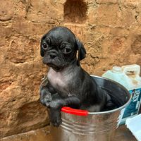 puppyplug1