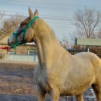 kuban_01_87
