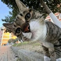 nil_taipe