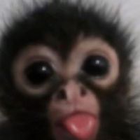 chkspamz
