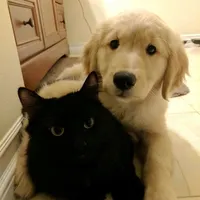 use this sound if you think blaugrana is the best