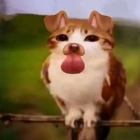 sofi2014gmail.com1