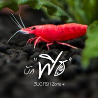 bugfishzone