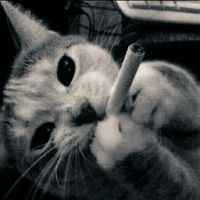 kimopl_too