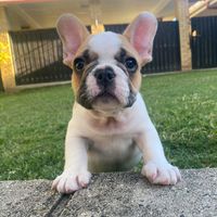 truffletuesday