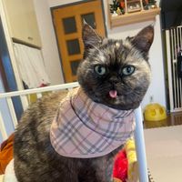 オリジナル楽曲 - とーたんは猫である