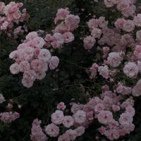 オリジナル楽曲 - 💟