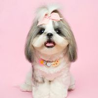 deedyshihtzu