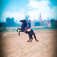 mohsinaliabbasi0477