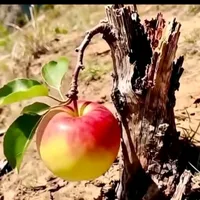 original sound - thobekancube2011