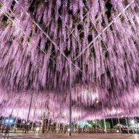 ashikaga_flower_park
