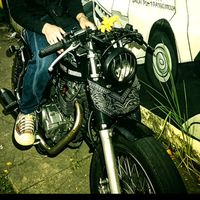suara asli - dolpin
