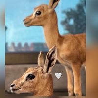 loulou_079