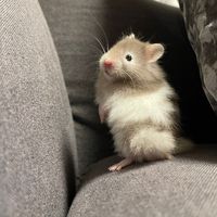 hamster_vlog.ham