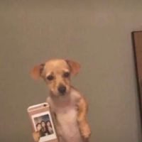 الصوت الأصلي