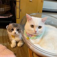 babymoji22_cat