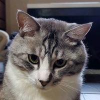 spring_cats_autumn