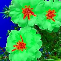 hatgiongbamienseeds