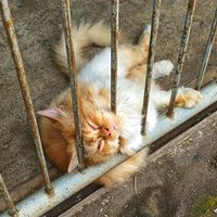 suara asli - Chowi cai